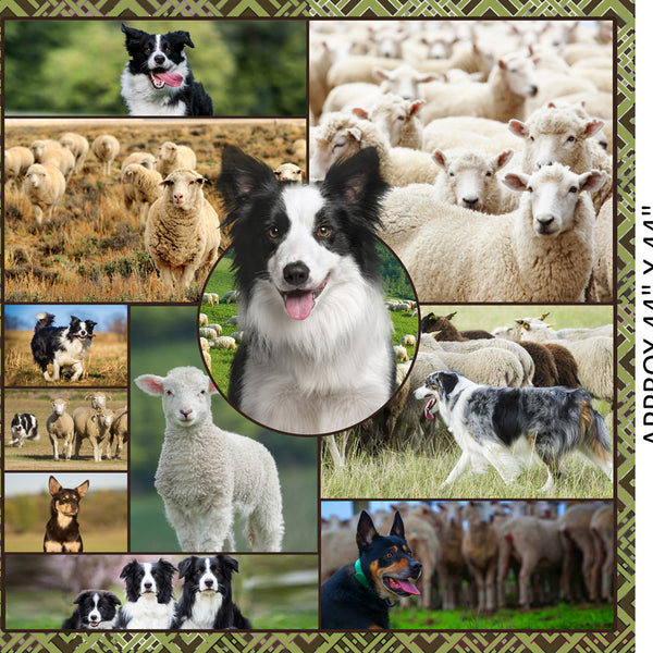 Merino Muster II - Sheep & Border Collie Panel