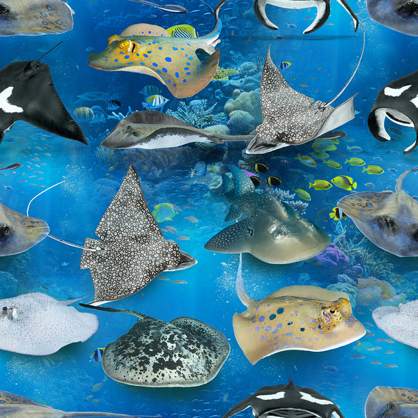 Marine Marvels - Stingrays