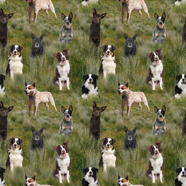 Merino Muster II - Mixed Dogs in Paddock