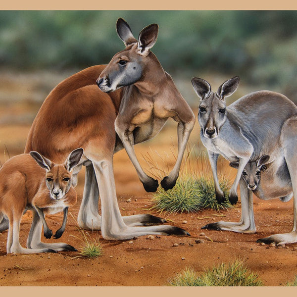 Wildlife Art - Kangaroos - DV3185