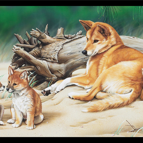 Wildlife Art - Dingoes - DV3704