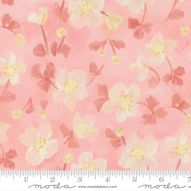 Sweet Cecily - Anemone Rose