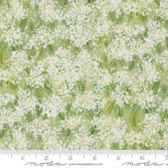 Sweet Cecily - Queen Anne Bud