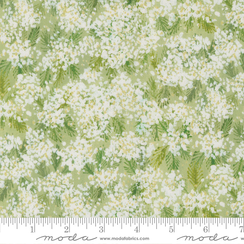 Sweet Cecily - Queen Anne Bud