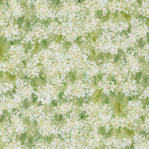 Sweet Cecily - Queen Anne Bud