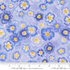 Delphinium - Auricula - Bluebell