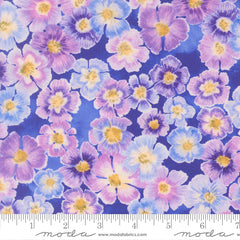 Delphinium - Auricula - Agapanthus