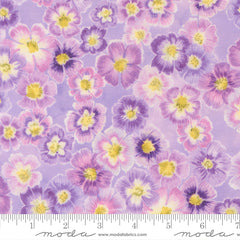 Delphinium - Auricula - Mauve