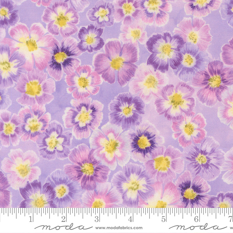 Delphinium - Auricula - Mauve