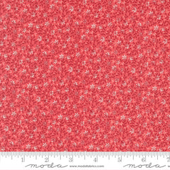 Lyda Rose - Wild Rose - Petal