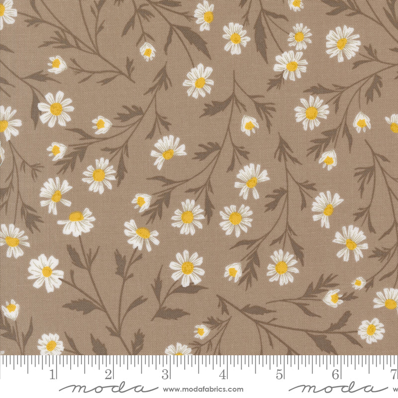 Sun Drenched - Wild Daisy - Stone