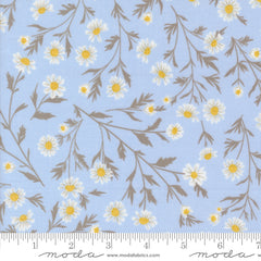 Sun Drenched - Wild Daisy - Sky