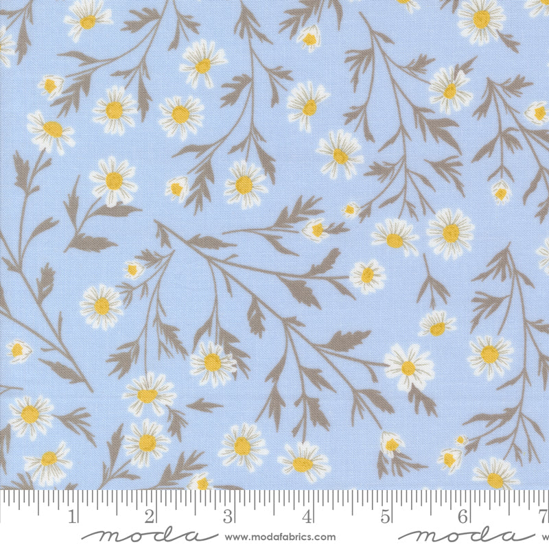 Sun Drenched - Wild Daisy - Sky