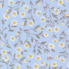 Sun Drenched - Wild Daisy - Sky