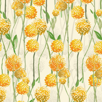 Blue Mountain Wildflowers - Billy Buttons