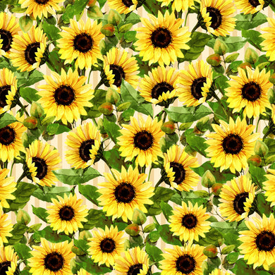 Sunshine & Sunflowers Field of Cream
