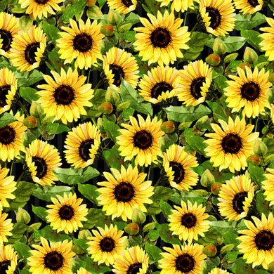 Sunshine & Sunflowers Field of Black