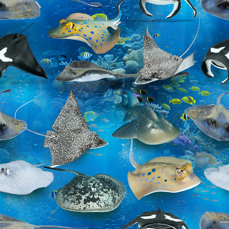 Marine Marvels - Stingrays