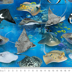 Marine Marvels - Stingrays