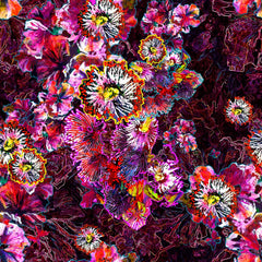 Glorious Gum Blossoms - Pink Gum Blossom