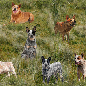 Merino Muster II - Heeler Dogs