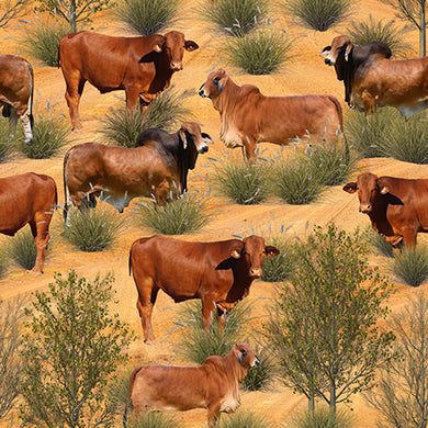 Merino Muster II - Brahams