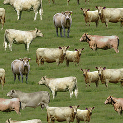 Merino Muster II - Murray Grey