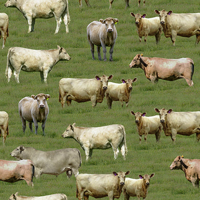 Merino Muster II - Murray Grey