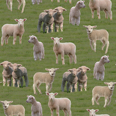 Merino Muster II - Lambs