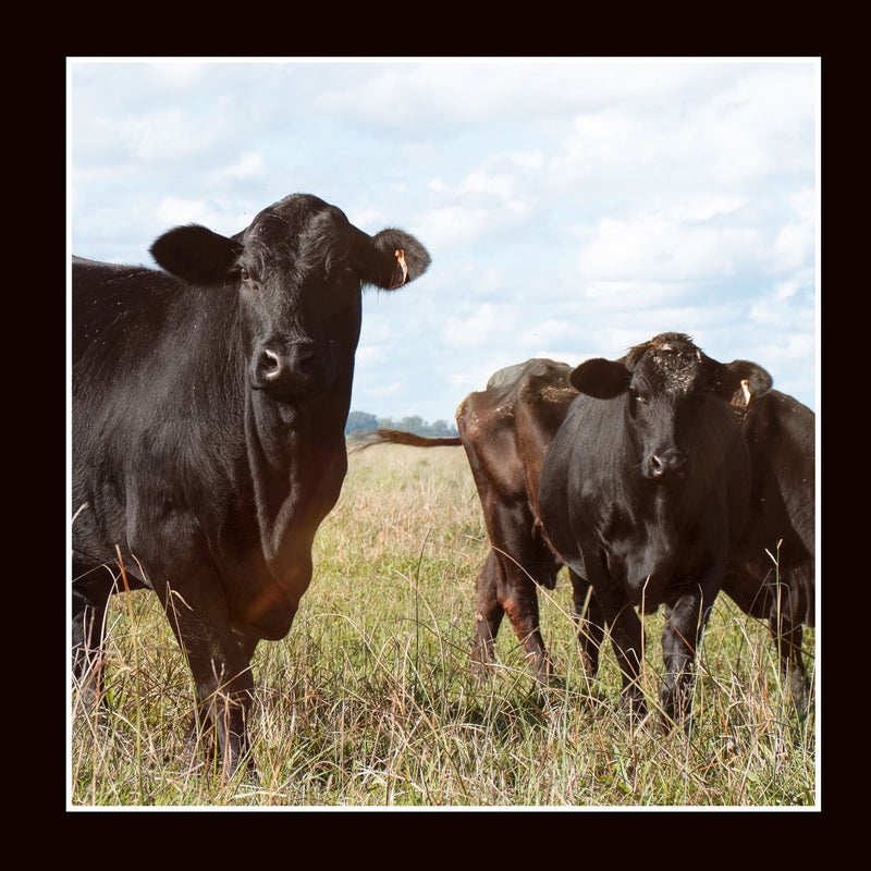Merino Muster - Cow Panel
