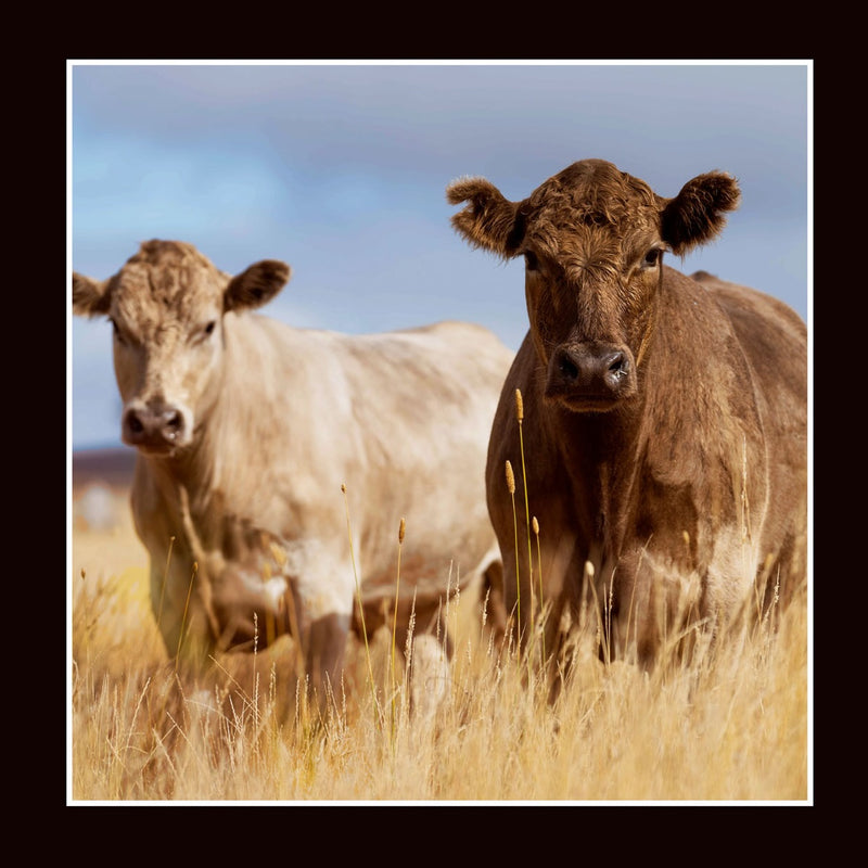 Merino Muster - Cow Panel