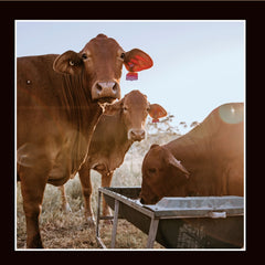 Merino Muster - Cow Panel