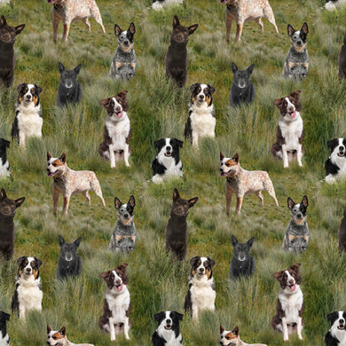 Merino Muster II - Mixed Dogs in Paddock