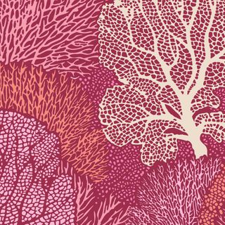 Cotton Beach - Coral Reef Coral