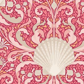 Cotton Beach - Scallop Shell Coral