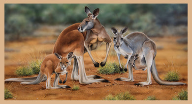 Wildlife Art - Kangaroos - DV3185