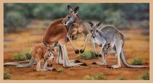 Wildlife Art - Kangaroos - DV3185