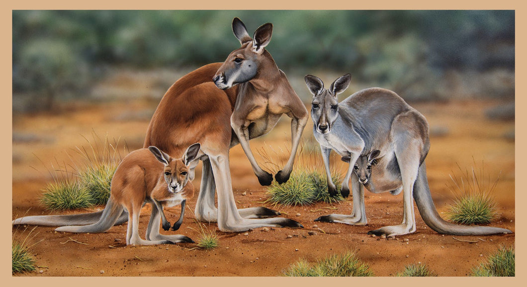 Wildlife Art - Kangaroos - DV3185