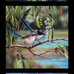 NJP Collection  - DV5094