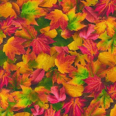 Imaginings - Nature